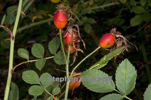 rosa canina 4 graphic